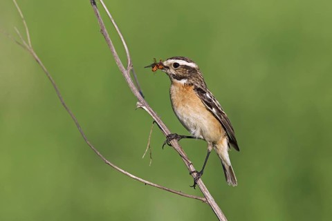 Whinchat (Saxicola rubetra) female with prey in beak, Germany, Europe