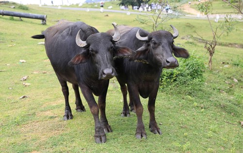 Two water buffalo yoked together, Polonnaruwa, North Central Province, Sri Lanka, Asia