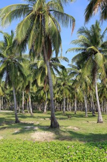 Coconut tree plantation, Pasikudah Bay, Eastern Province, Sri Lanka, Asia