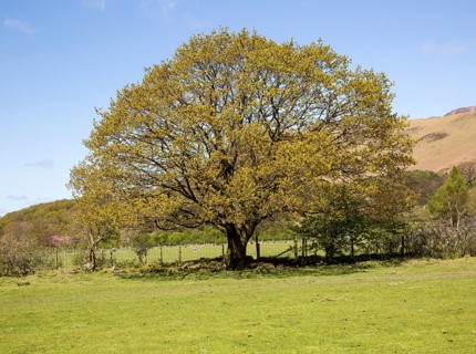 Oak tree in early summer, Buttermere, Lake District national park, Cumbria, England, UK