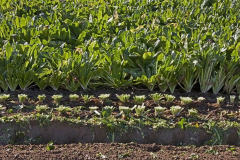 Field with cultivated chicory plants