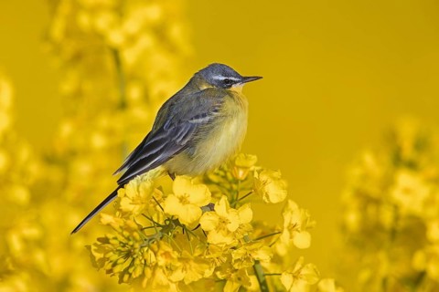 Blue-headed wagtail (Motacilla flava flava) male perched in yellow rape field, rapefield flowering