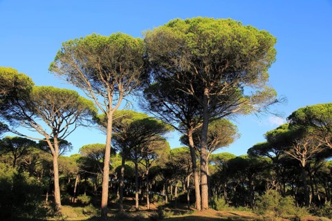 Stone pine trees, Pinus pinea, Parque Natural de Acantilado, Parque Natural de La Brena, Barbate,