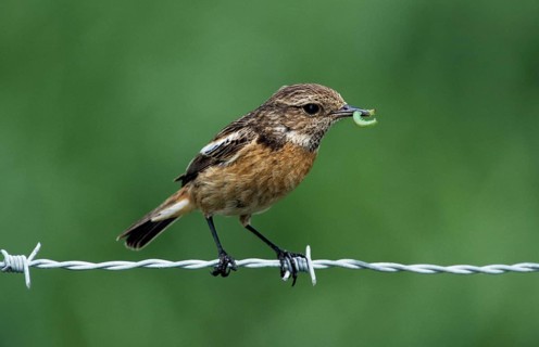 African Stonechat (Saxicola torquata) female with caterpillar sitting on barbwire along field
