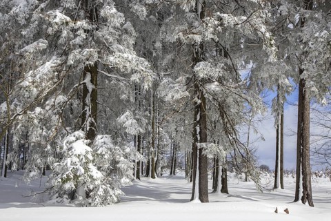 Pine trees in coniferous forest covered in snow in winter at the Hoge Venen, High Fens, Hautes