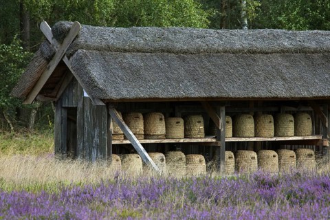 Bee hives, beehives, skeps in rustic shelter of apiary in the Lueneburg Heath, Lunenburg Heathland,