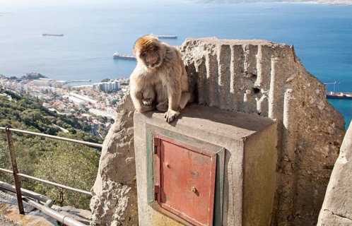 Barbary macaque apes, Macaca sylvanus, Gibraltar, British terroritory in southern Europe, Europe