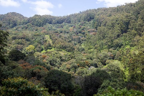 Forested mountains with original rainforest in the highlands of Sri Lanka, Asia