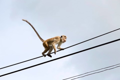 Toque macaque (Macaca sinica) monkey, Haputale, Badulla District, Uva Province, Sri Lanka, Asia
