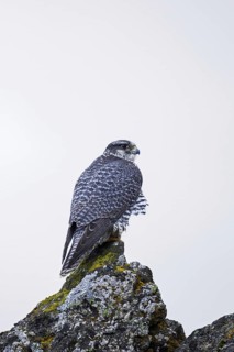 Gyrfalcon, gerfalcon (Falco rusticolus) perched on rock in winter