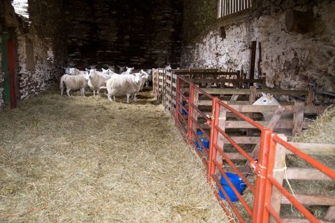 Barn with sheep, Lake District, Cumbria, England, UK