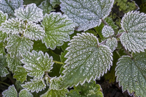 Leaves of European blackberry (Rubus fruticosus) covered in hoarfrost, hoar frost in forest autumn,