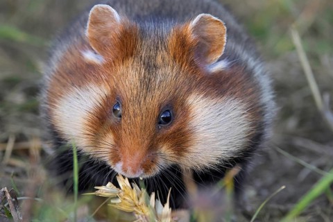 European hamster, Eurasian hamster, common hamster (Cricetus cricetus) with full cheek pouches