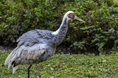 White-naped crane (Antigone vipio) native to Mongolia, northeastern China and Russia