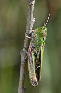 Stripe-winged grasshopper (Stenobothrus lineatus), La Brenne, France, Europe