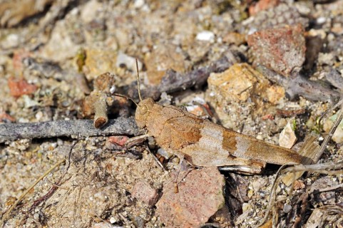 Blue-winged grasshopper (Oedipoda caerulescens) merging into arid environment