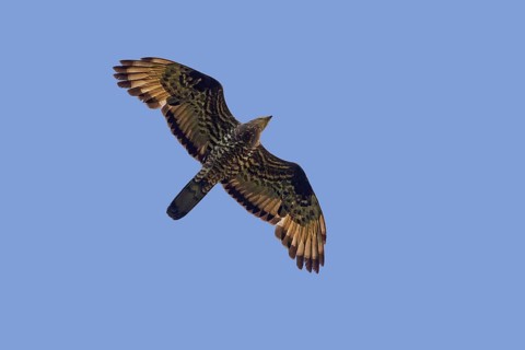 European honey buzzard, common pern, Western honey buzzard (Pernis apivorus) male in flight against