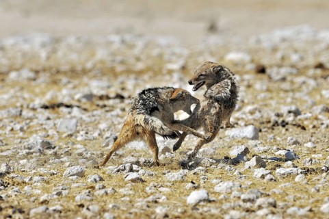 Black-backed jackals (Canis mesomelas) fighting, Etosha National Park, Namibia, Africa
