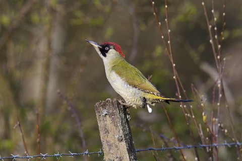 European green woodpecker (Picus viridis) female perched on old wooden fence post and defecating