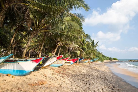 Brightly coloured fishing canoes under coconut palm trees of tropical sandy beach, Mirissa, Sri