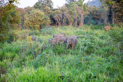 Wild elephants in Hurulu Eco Park biosphere reserve, Habarana, Anuradhapura District, Sri Lanka,