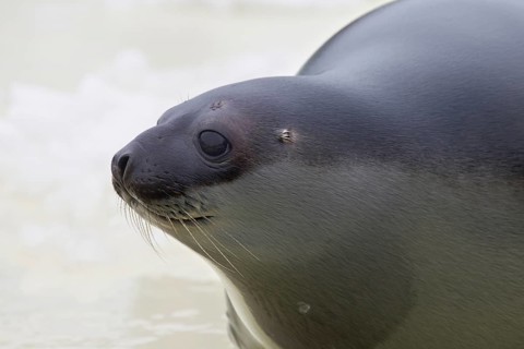 Hooded seal (Cystophora cristata), young female close-up, Germany, Europe