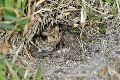 Juvenile common European toad (Bufo bufo) hiding in Field cricket's burrow (Gryllus campestris), La