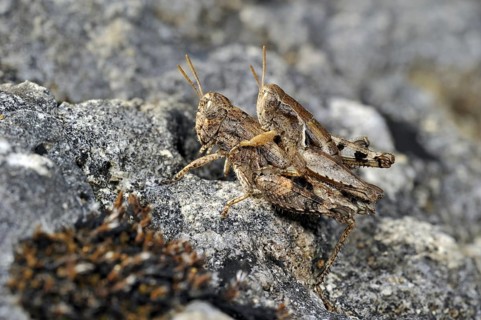 Pezotettix giornae, couple mating on rock, La Brenne, France, Europe