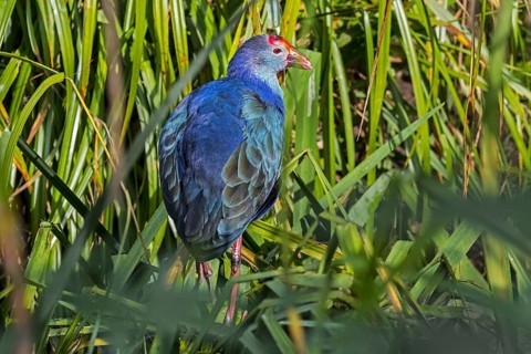 Western swamphen, sultana bird (Porphyrio porphyrio) foraging in reedbed of wetland