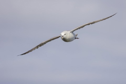 Northern fulmar (Fulmarus glacialis), in flight against the sky, Iceland, Europe