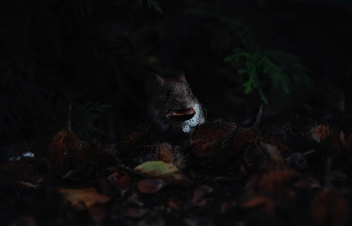 A small rodent (The field mouse (Microtus arvalis) peeps out of the darkness of the forest,