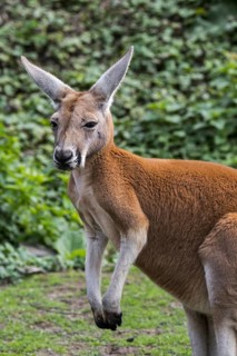 Red kangaroo (Macropus rufus) male close up portrait, native to Australia