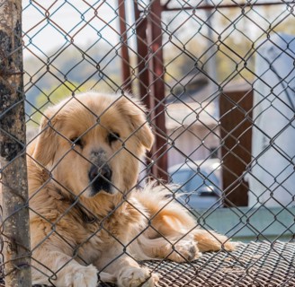 Large furry adult golden retriever in large cage posing for the camera