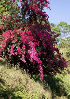 Pink Bougainvillea flowers in the Highlands of Sri Lanka, Asia