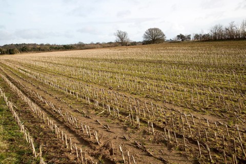 Field of stubble in winter Sutton, Suffolk, England, UK