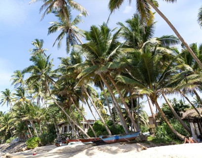 Brightly coloured fishing canoes under coconut palm trees of tropical sandy beach, Mirissa, Sri