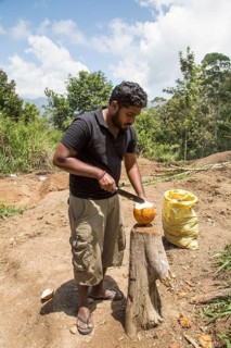 Man opening fresh coconut Ella, Badulla District, Uva Province, Sri Lanka, Asia