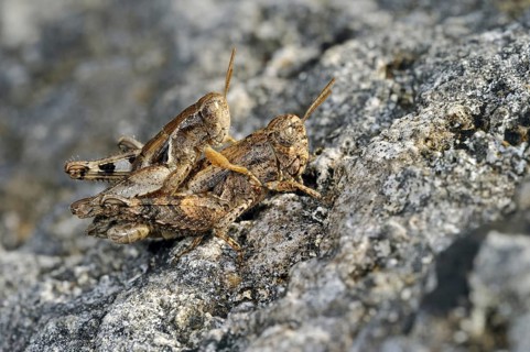 Pezotettix giornae, Pezotettix giornai, male and female couple mating on rock, La Brenne, France,