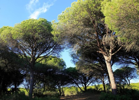 Stone pine trees, Pinus pinea, Parque Natural de Acantilado, Parque Natural de La Brena, Barbate,