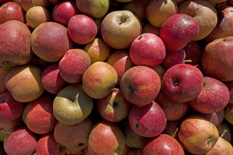 Pile of fallen apples for the production of fruit juice, Hesbaye, Belgium, Europe