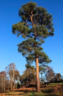 Scots pine trees Pinus sylvestris against blue sky on on heathland, Sutton Heath, Suffolk, England,
