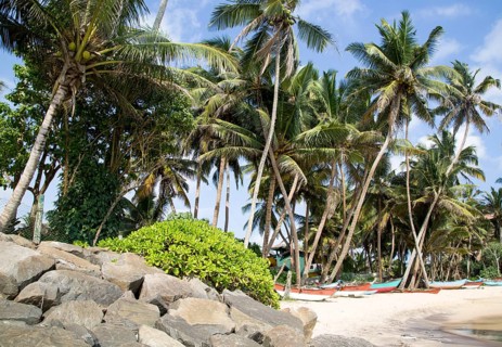 Brightly coloured fishing canoes under coconut palm trees of tropical sandy beach, Mirissa, Sri