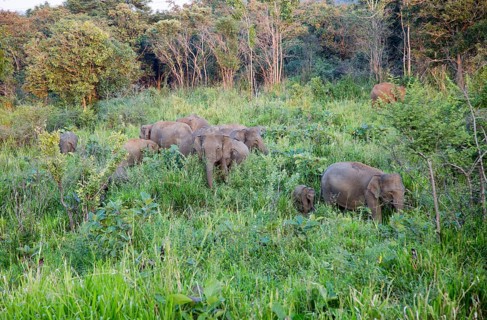 Wild elephants in Hurulu Eco Park biosphere reserve, Habarana, Anuradhapura District, Sri Lanka,