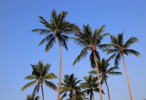 Coconut palm trees against deep blue sky, Nilavelli, Trincomalee, Sri Lanka, Asia