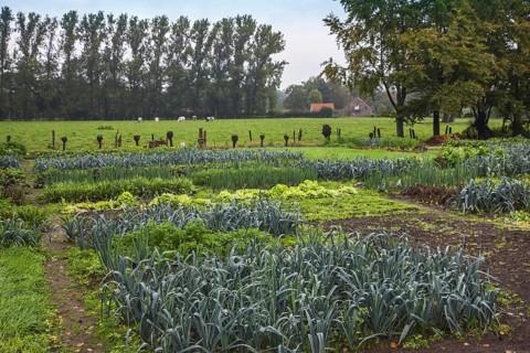 Salad, leek beds and other vegetables growing in kitchen garden, vegetable gardens, potager