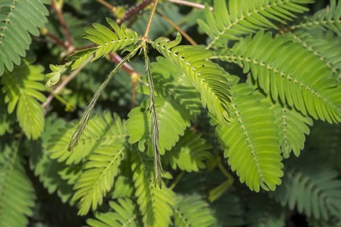 Sensitive plant, sleepy plant, touch-me-not (Mimosa pudica) close-up of leaflets folding inwards,