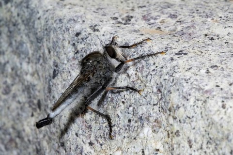 Robber fly, assassin fly (Pogonioefferia nemoralis) on rock in the Sonoran desert, Arizona, North