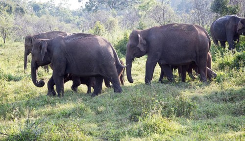 Wild elephants in Hurulu Eco Park biosphere reserve, Habarana, Anuradhapura District, Sri Lanka,