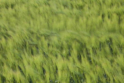 Motion blurred barley field (Hordeum vulgare) with unripe spikelets moving in the wind in spring