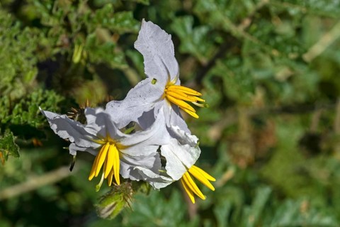 Vila-vila, sticky nightshade, red buffalo-bur, fire-and-ice plant, litchi tomato (Solanum